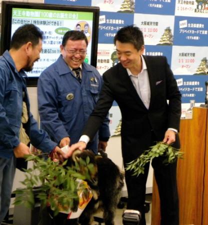 天王寺動物園からＰＲに来たヤギにエサを与えようとする大阪市の橋下徹市長＝大阪市役所