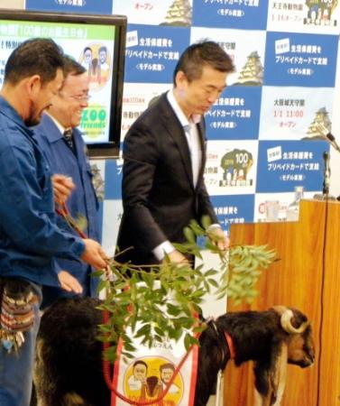 天王寺動物園からＰＲに来たヤギにエサを与えようとする大阪市の橋下徹市長＝大阪市役所