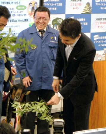 天王寺動物園からＰＲに来たヤギにエサを与えようとする大阪市の橋下徹市長＝大阪市役所