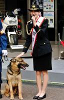 警察犬の訓練に協力した吉本実憂＝東京・警察博物館