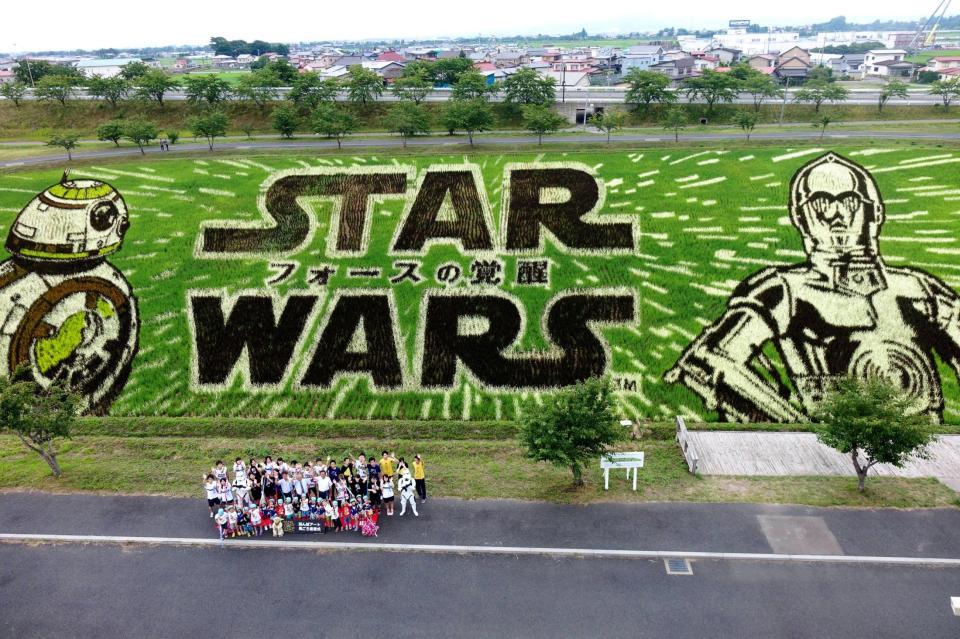 見ごろ宣言されたスター・ウォーズの田んぼアート＝青森県田舎館村