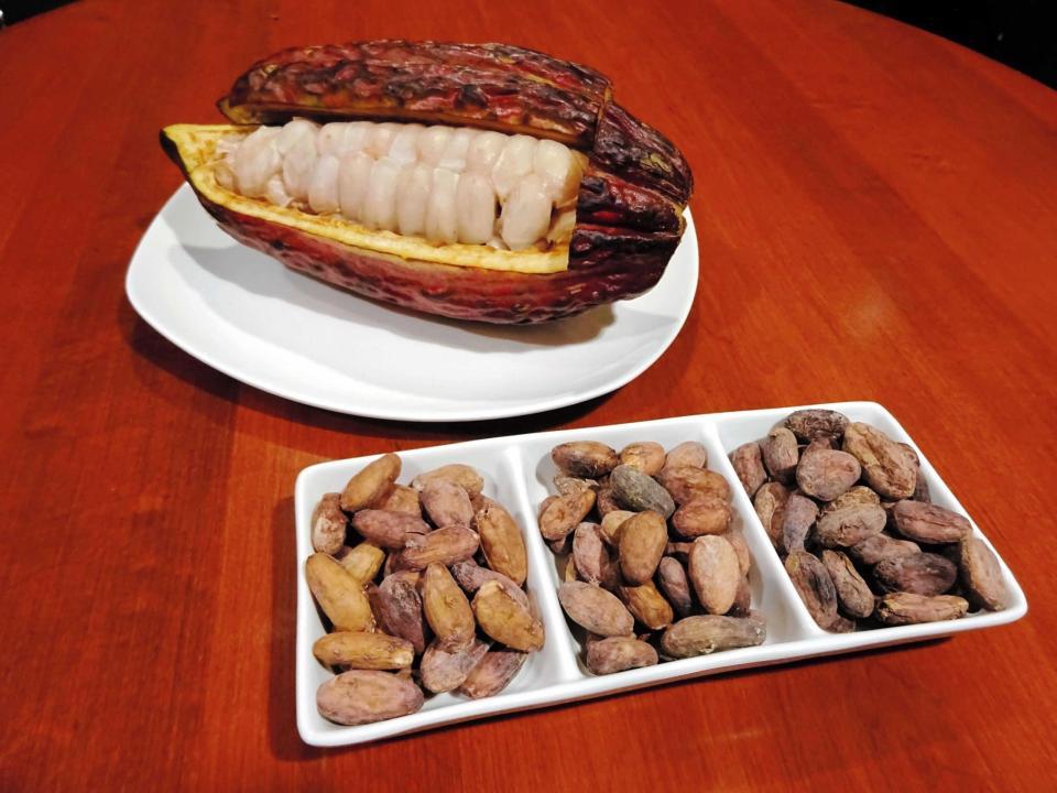 　カカオの実には健康成分・カカオプロテインが含有されていた