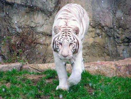 １０月にかまれて死んだホワイトタイガーの「オメガ」（愛媛県立とべ動物園提供）