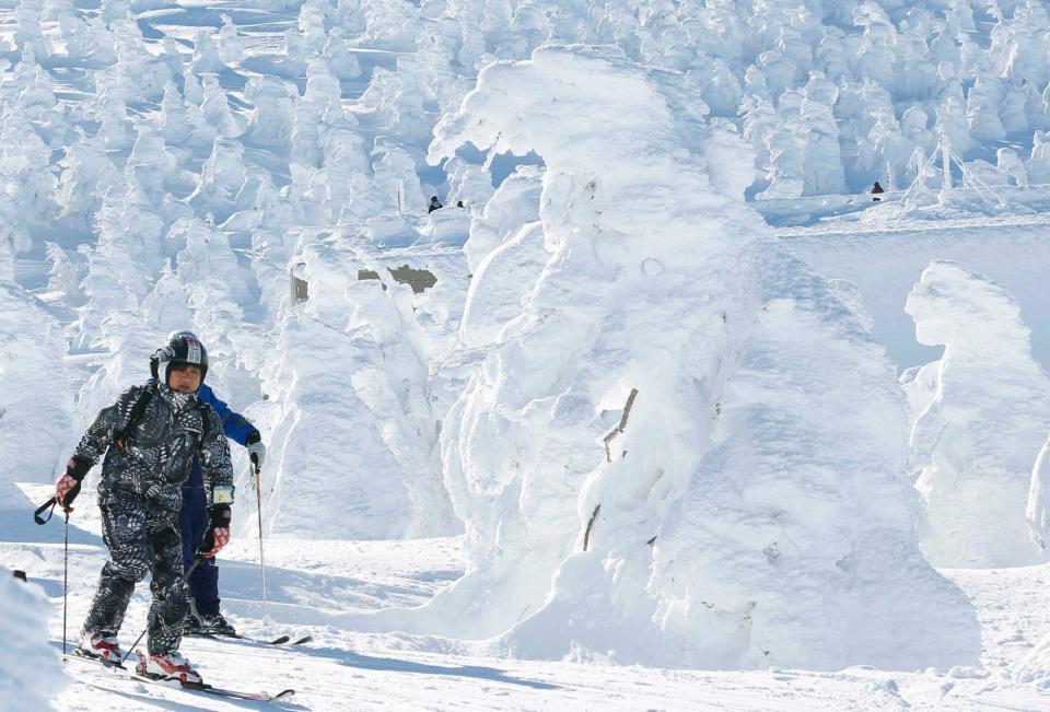 　見頃を迎えた樹氷のなかを滑走するスキーヤー＝山形市の蔵王温泉スキー場