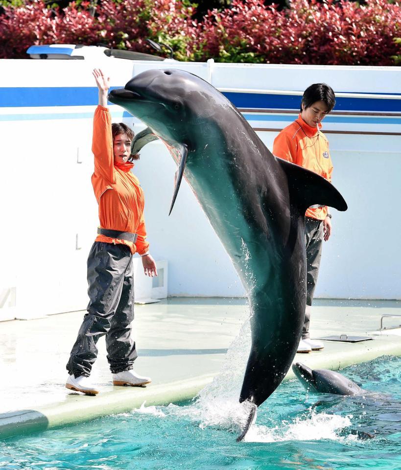 　イルカにジャンプの合図を出す松岡茉優（左）と桐谷健太＝しながわ水族館（撮影・園田高夫）