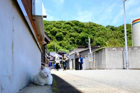 「猫の島」で人気の福岡県相島
