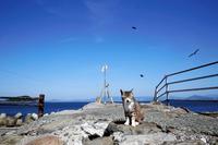 「猫の島」で人気の福岡県相島