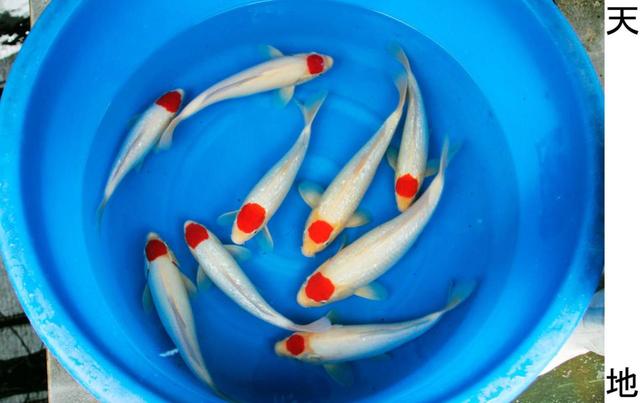 赤ヘル鯉」人気上昇中 白い体に赤い模様/芸能/デイリースポーツ online