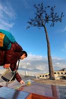 　岩手県陸前高田市の「奇跡の一本松」で花を手向ける男性