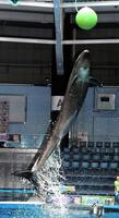 華麗なジャンプを見せるイルカ＝アクアパーク品川（撮影・中田匡峻）