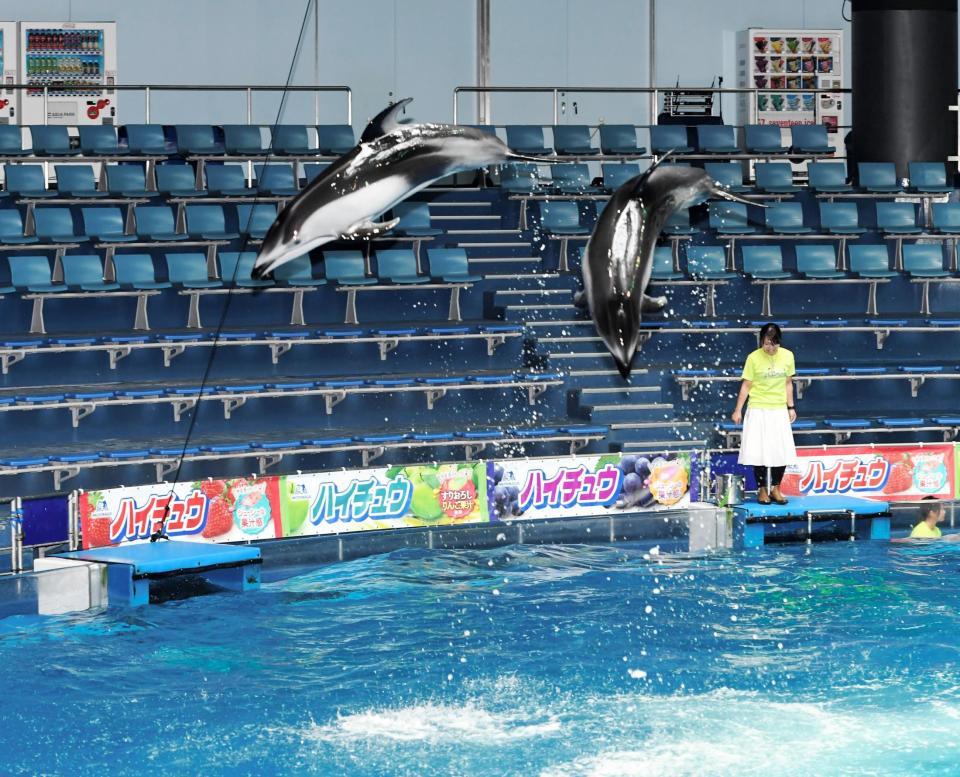 ジャンプするイルカ＝アクアパーク品川（撮影・中田匡峻）