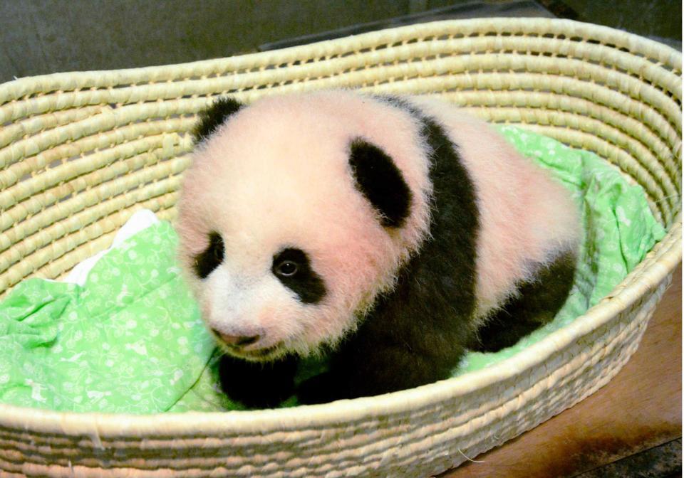 シャンシャン（香香）と名付けられた東京・上野動物園のジャイアントパンダの雌の赤ちゃん（東京動物園協会提供）　