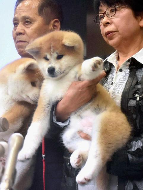 この子がザギトワに贈る秋田犬だワン 生後２カ月半の赤毛の雌 月末に贈呈式 芸能 デイリースポーツ Online