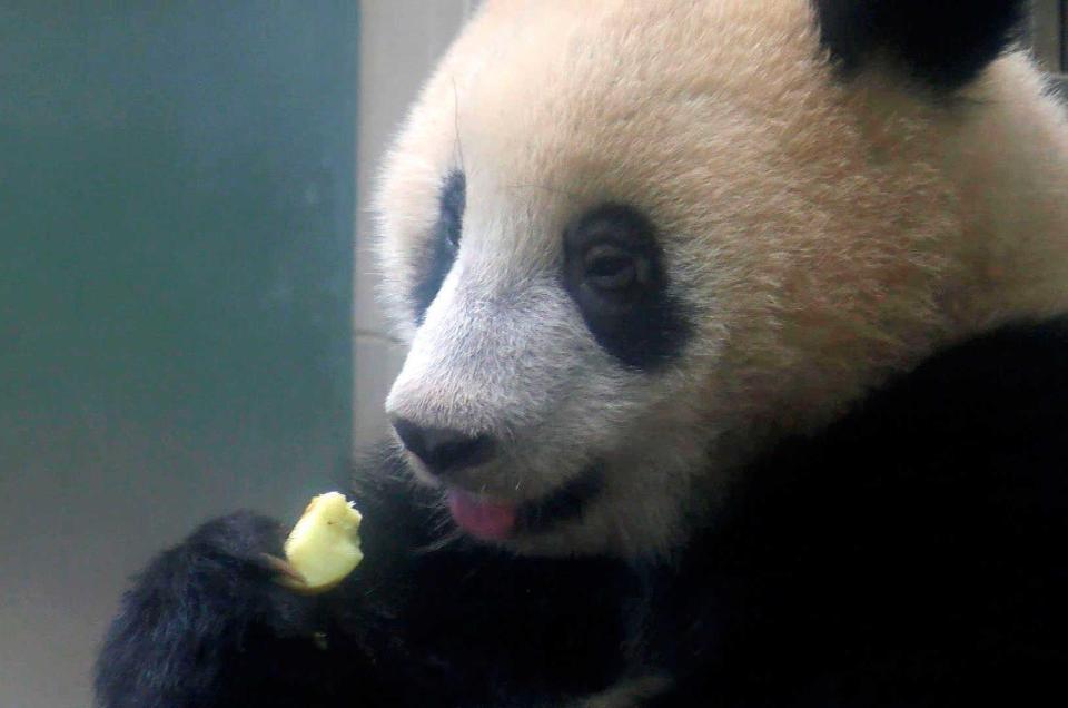 　リンゴを食べるジャイアントパンダのシャンシャン＝東京・上野動物園（東京動物園協会提供）