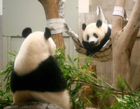 　１２日で１歳となるジャイアントパンダの子ども、シャンシャン。手前は母親のシンシン＝東京・上野動物園