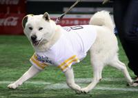 　お父さん犬のカイ君＝２０１０年４月