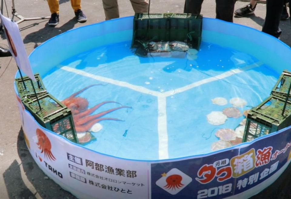 　１９日、プールの中で勝敗を占うミズダコ「ラビオ君」＝北海道小平町（オロロンマーケット提供）