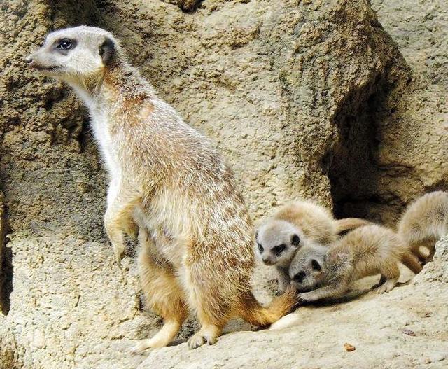 ミーアキャット 指名手配 大阪 みさき公園 から逃げた 雌 シオン 生後１１カ月 芸能 デイリースポーツ Online