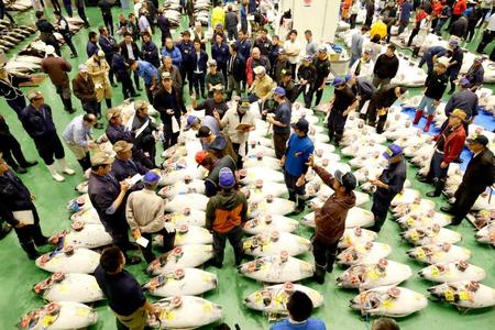 　開場した豊洲市場で行われたマグロの競り＝東京都江東区