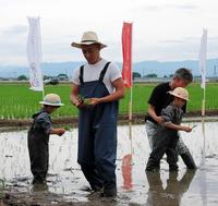 新潟米「新之助」の田植えを行った市川海老蔵（中央）、麗禾ちゃん（右）と勸玄くん＝新潟市内