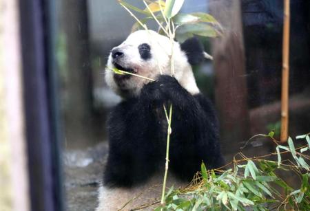 ジャイアントパンダのシャンシャン＝１０日、東京・上野動物園