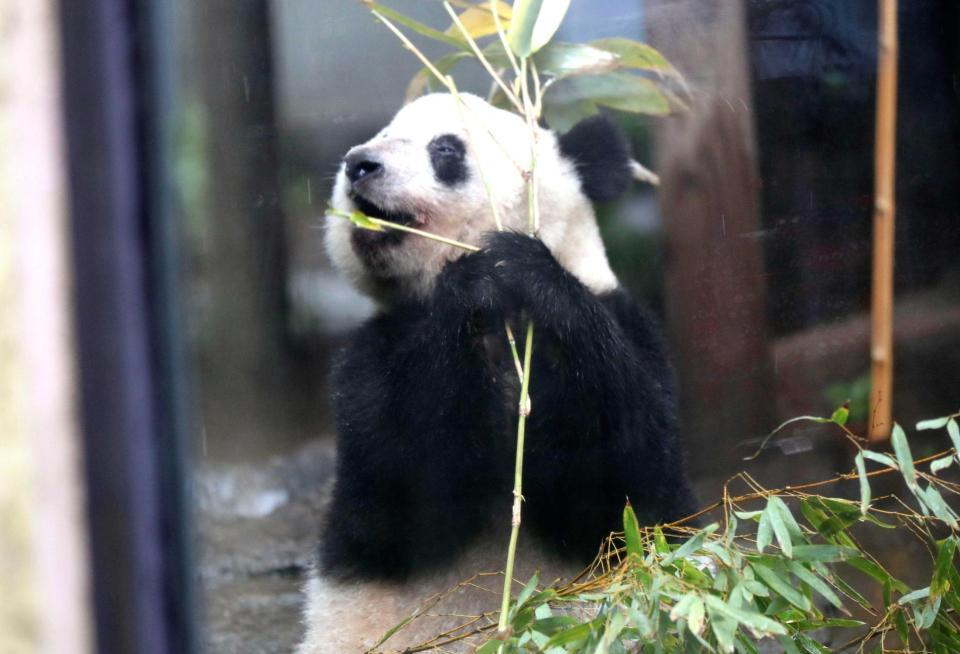 ジャイアントパンダのシャンシャン＝１０日、東京・上野動物園