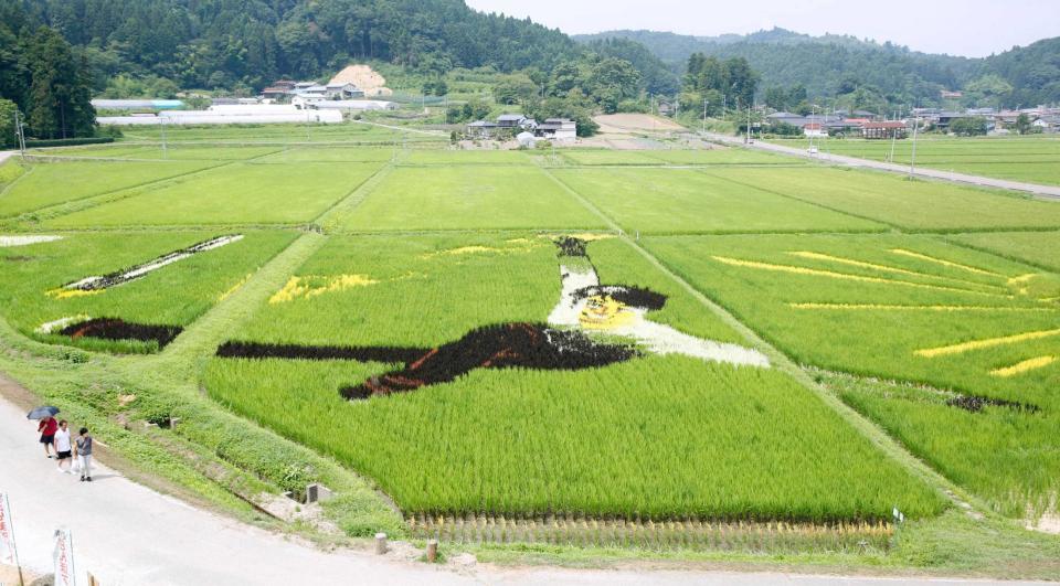 　８月の収穫前＝西根田んぼアートを楽しむ会提供