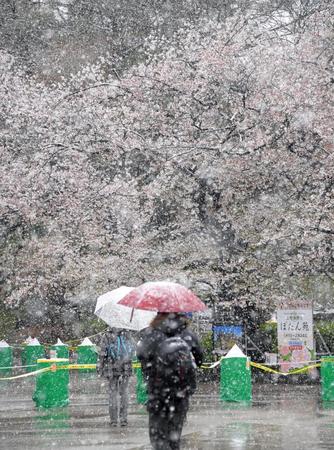 　雪が舞うなか桜を見つめる人々＝東京・上野公園（撮影・堀内翔）