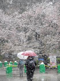 満開の桜も　上野公園雪化粧