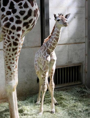 　天王寺動物園で７日早朝に生まれたキリンの赤ちゃん＝大阪市（同動物園提供）