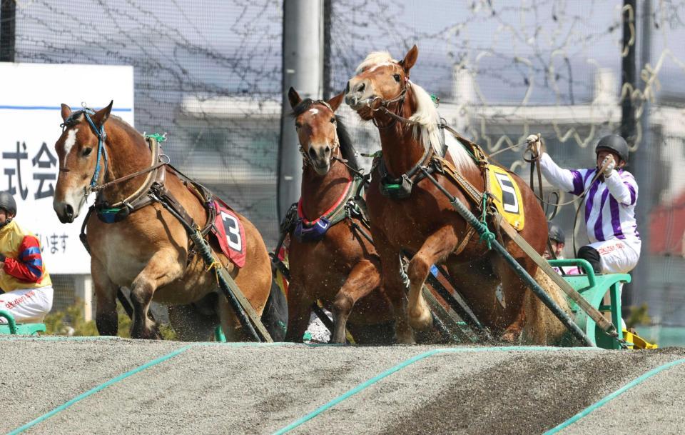 　「ばんえい競馬」デビューを目指し、懸命に坂を上る若馬＝北海道帯広市の帯広競馬場