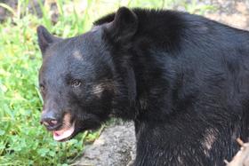 上野動物園が冬眠明けのクマと粘土状の物体写真を公開　その正体は…