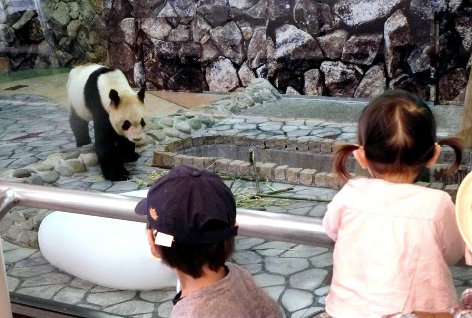 　営業を再開した「アドベンチャーワールド」でジャイアントパンダを見る子どもたち＝和歌山県白浜町