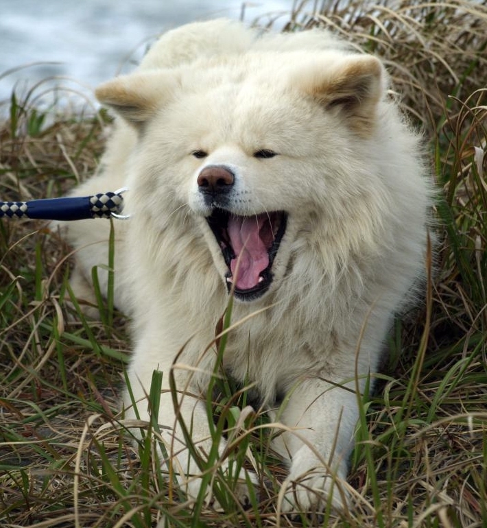 　あくびをするわさお＝２０１０年