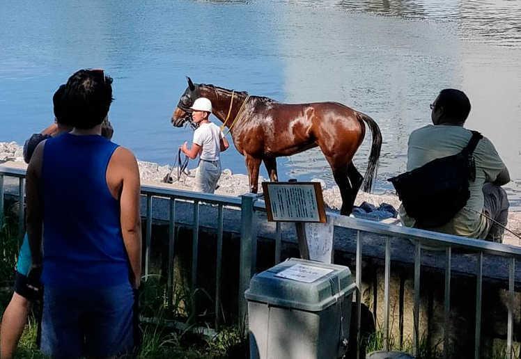　大井競馬場から脱走した馬＝東京都品川区（近隣住民提供）