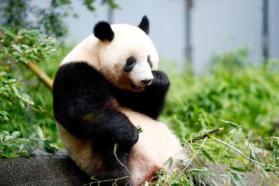 　営業を再開した上野動物園で久々にお目見えしたジャイアントパンダのシャンシャン＝東京・上野