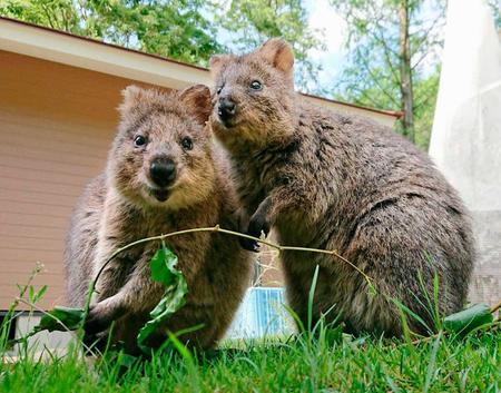 　埼玉県こども動物自然公園のクオッカ＝５月、埼玉県東松山市（同園提供）