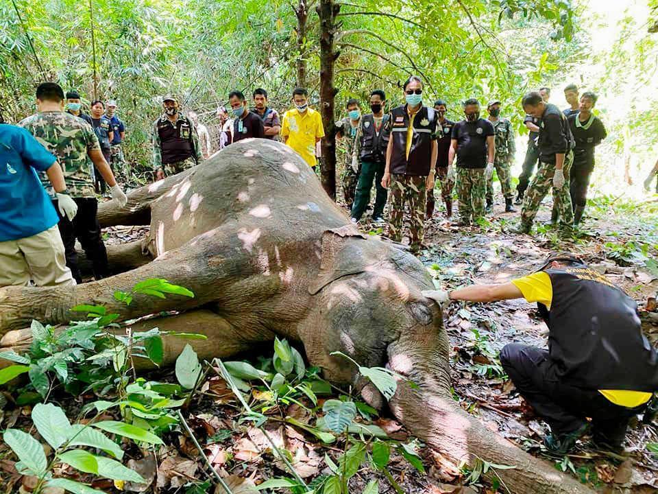 　タイ東部チャンタブリ県の国立公園で見つかったゾウの死骸＝８日（国立公園・野生動物・植物保全局提供、共同）