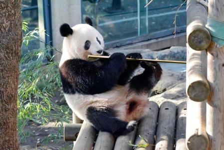 　東京・上野動物園のジャイアントパンダの子供シャンシャン＝７日（東京動物園協会提供）