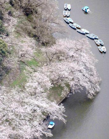 　東京・千鳥ケ淵周辺の桜（共同通信社ヘリから）