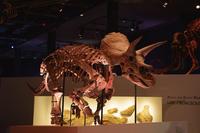 トリケラトプスの実物化石「レイン」