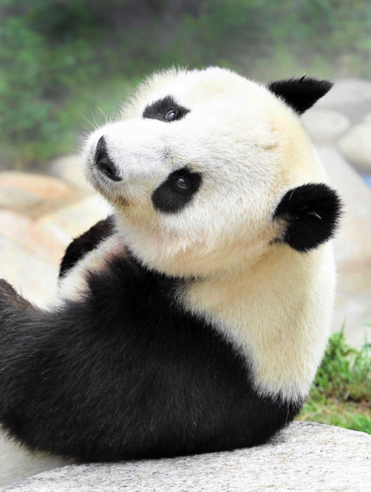 　パンダのタンタン（２０２０年７月）