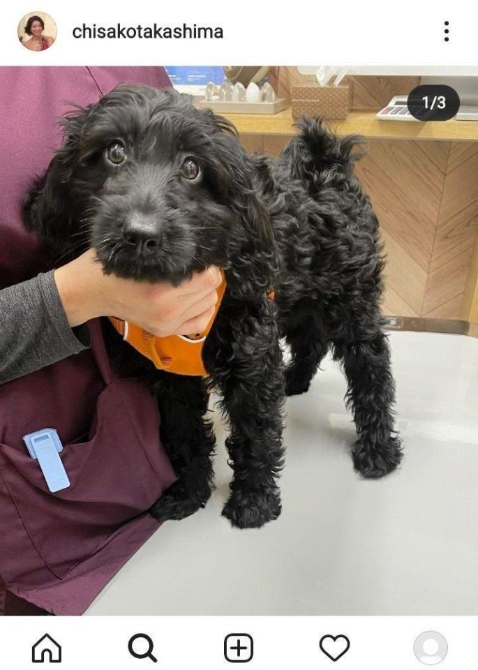 高嶋ちさ子のインスタグラム＠ｃｈｉｓａｋｏｔａｋａｓｈｉｍａより