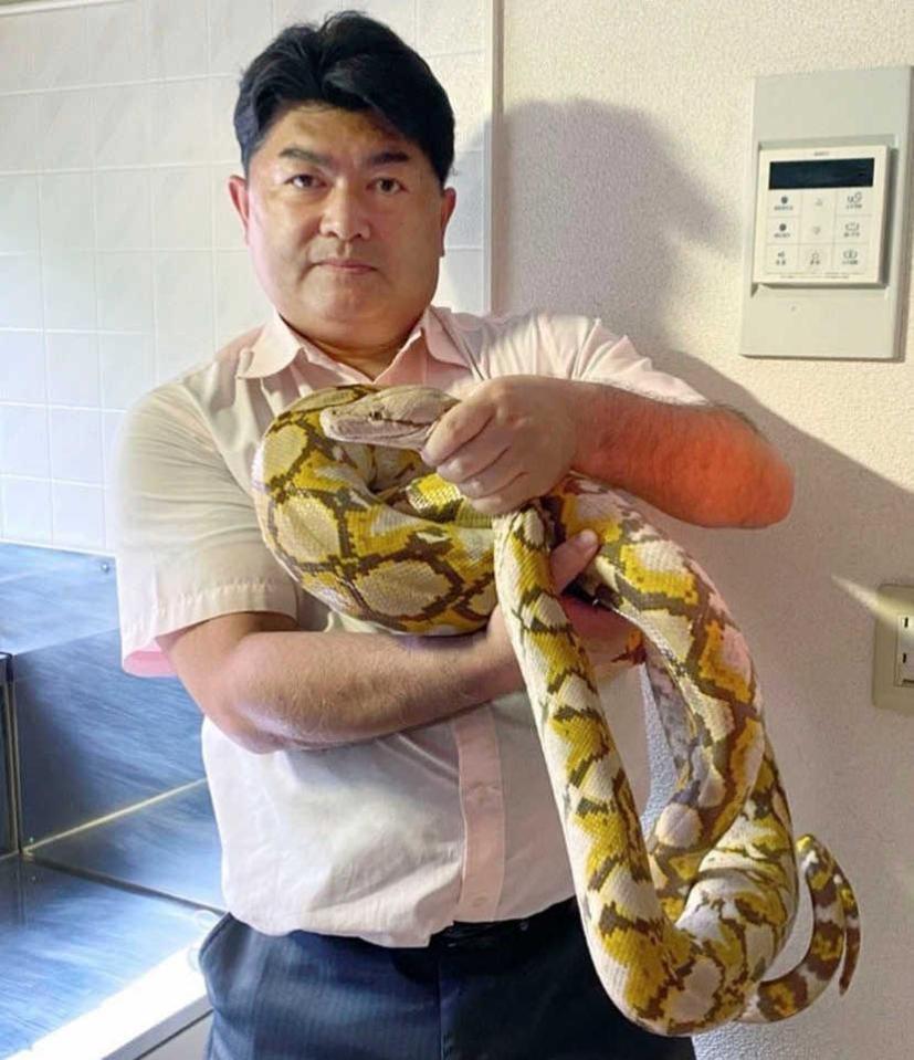 逃げたニシキヘビ捕獲 アパートの屋根裏で発見 体長３ ５メートル 芸能 デイリースポーツ Online