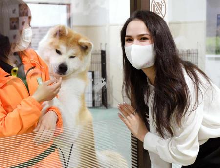 　愛犬マサルのきょうだい「勝大」と対面するザギトワ選手＝秋田県大館市