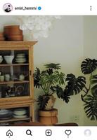 辺見えみり アンティーク調食器棚 温かみ家具 観葉植物溢れる自宅居間に 素敵 安らぐ 芸能 デイリースポーツ Online 辺見えみり アンティーク調食器棚 温かみ家具 観葉植物溢れる自宅居間に 素敵 安らぐ 芸能 デイリースポーツ Online