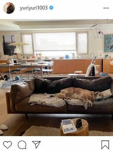 石田ゆり子 犬猫と暮らすお洒落リビングの写真 お家広い 芸術家の工房みたい 芸能 デイリースポーツ Online