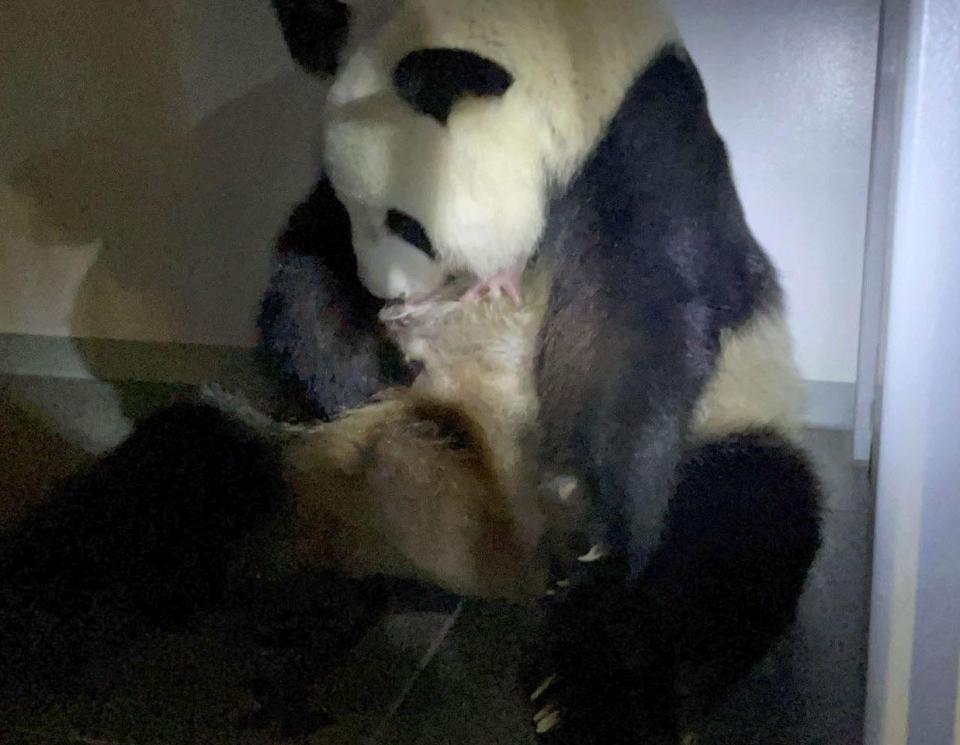 　誕生したジャイアントパンダの双子の１頭をかかえるシンシン＝２３日、東京・上野動物園（東京動物園協会提供）