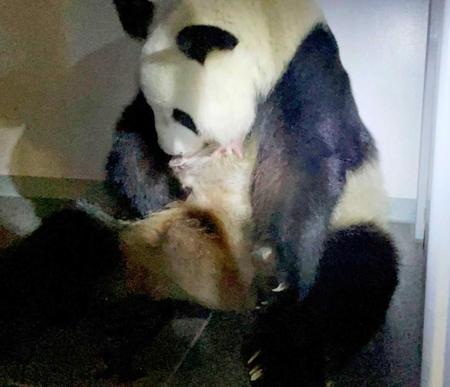 　誕生したジャイアントパンダの双子の１頭をかかえるシンシン＝東京・上野動物園（東京動物園協会提供）