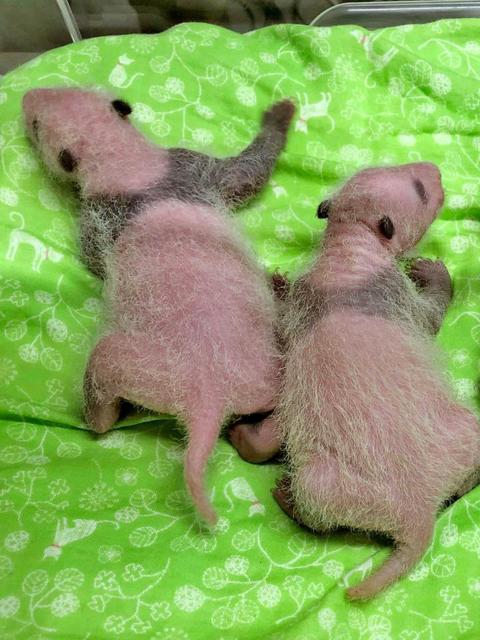 上野動物園の双子パンダ 順調に成長 パンダらしい 黒い模様くっきりしてきた 芸能 デイリースポーツ Online 上野動物園の双子パンダ 順調に成長 パンダらしい 黒い模様くっきりしてきた 芸能 デイリースポーツ Online